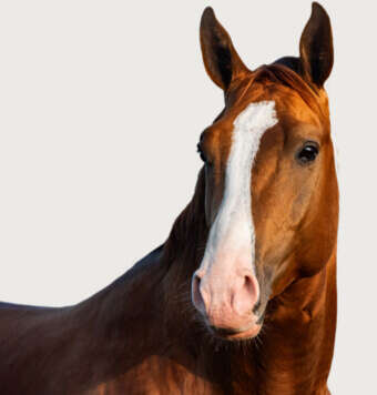 hoeveler kachel freizeitpferd pferdefutter